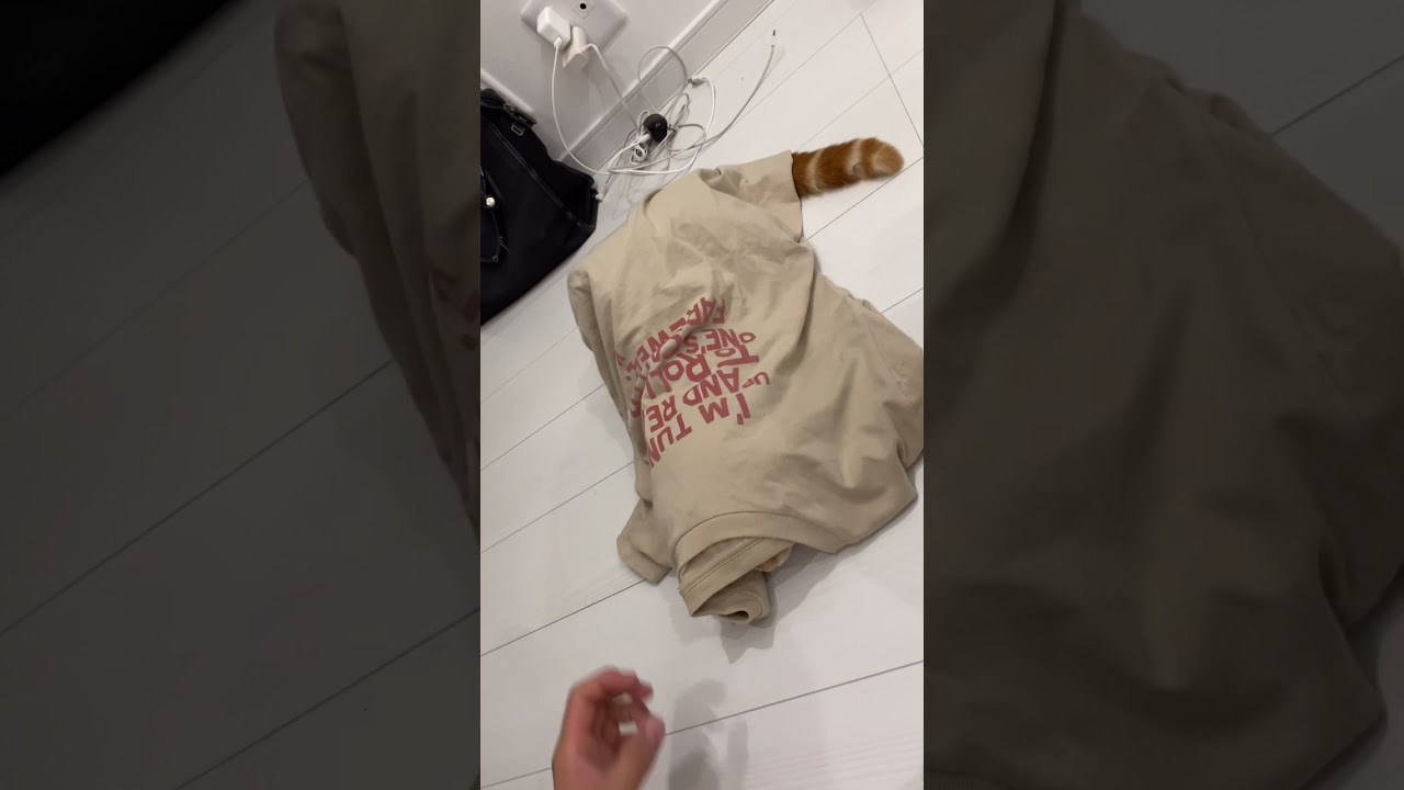 僕ここにいますけどな猫【スコティッシュフォールド】【 Scottish Fold】