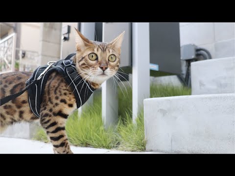 【お散歩】ハーネスつけてお外デビューする可愛すぎるベンガル猫
