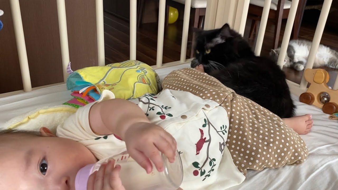 赤ちゃんに蹴られても動かない猫　ラガマフィンA cat that doesn't move even if it is kicked by a baby. Ragamuffin