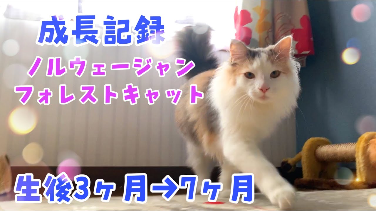 生後3ヶ月から7ヶ月の体重の変化と成長【ノルウェージャンフォレストキャットと三毛猫】