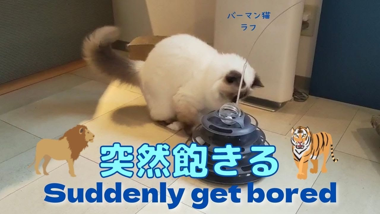 バーマン猫ガブとラフ【突然飽きる】Suddenly get bored（バーマン猫）Birman/Cat