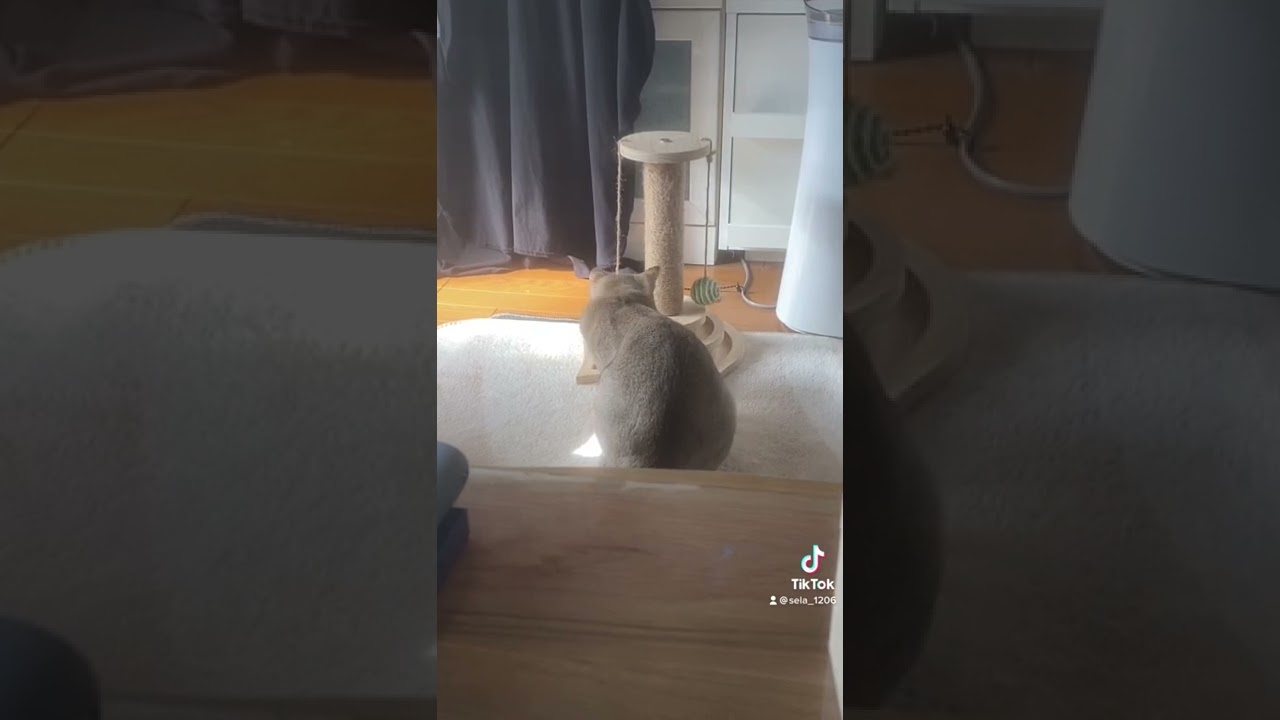 横着な遊び方の猫【シンガプーラ】