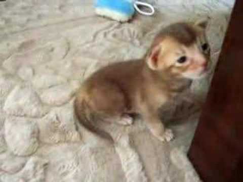 オシキャットの子猫 ver.6