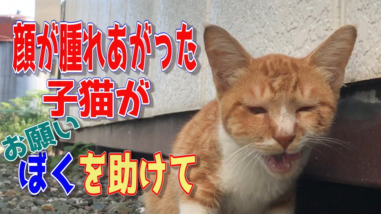 【捨猫保護猫】顔が腫れあがった子猫がお願い僕を助けて。