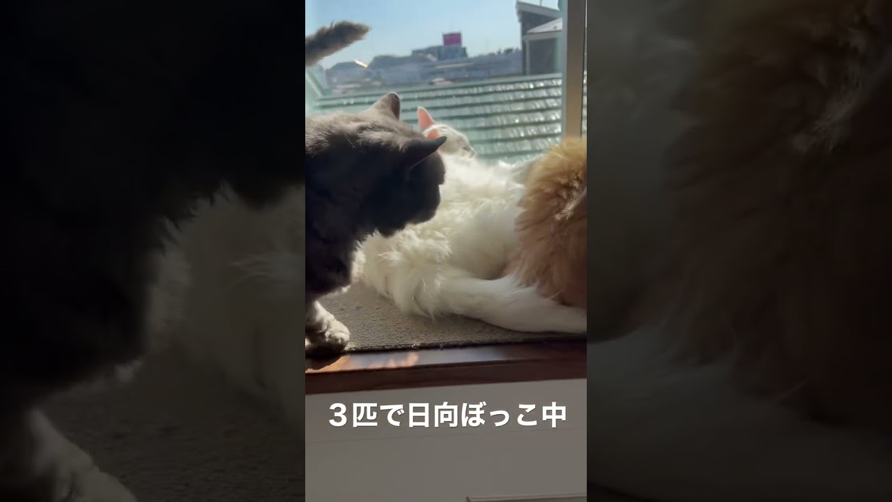 日向ぼっこ中、マンチカンのボンちゃんとセルカークレックスのはっちゃんとミックスのマロさん