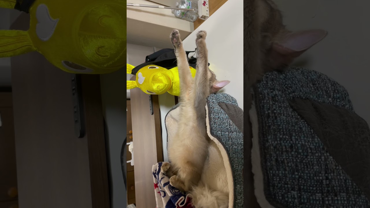 すごい寝かたの子猫　#shorts #ソマリブルー