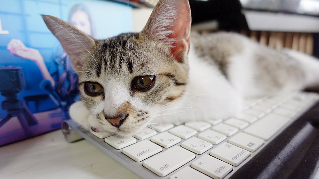 体調不良のじーじが心配で離れようとしない子猫…