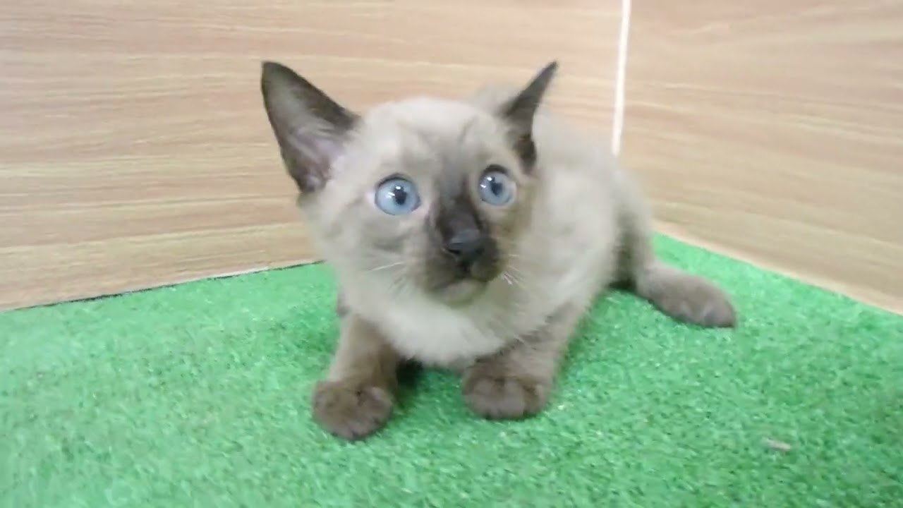 00600502 トンキニーズ