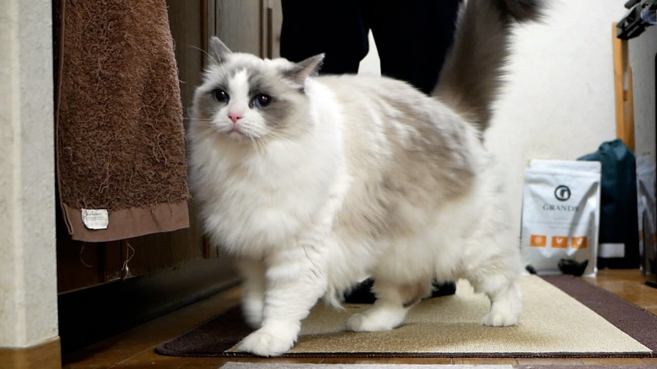 仕事から疲れて帰宅するといつも猫が癒してくれる勝ち組セレブな生活ですが、何か？