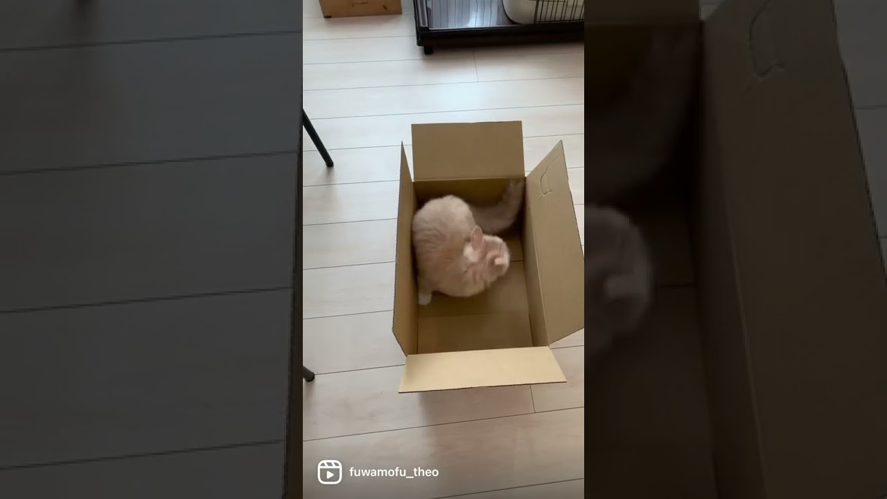 【スコティッシュフォールド】こねこの成長記録を秒で見る動画。