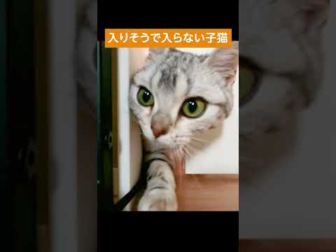 入りそうで入らない子猫【アメリカンショートヘアー】  #shorts #猫のいる暮らし  #猫動画