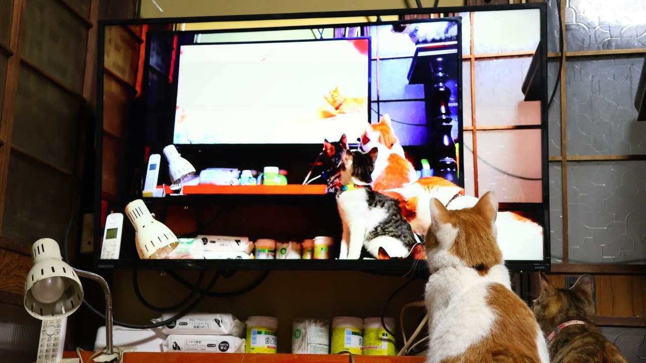 テレビに映る自分をみるちろと子猫たち3　221223