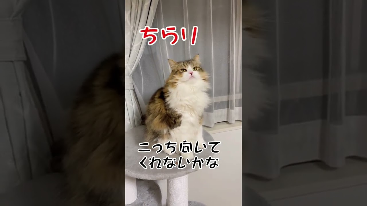 横顔美人なサイベリアン#shorts