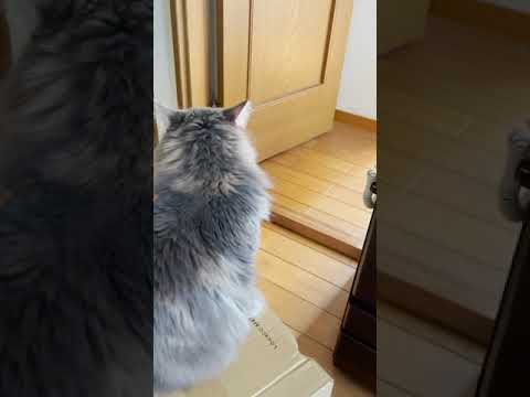 猫(メインクーン)あるある