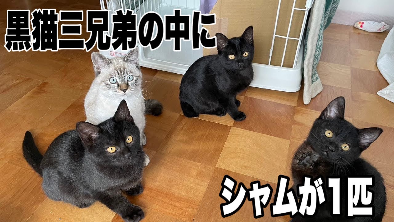 黒猫軍団にシャムが1匹混じる謎のチビチビ軍団に癒されます