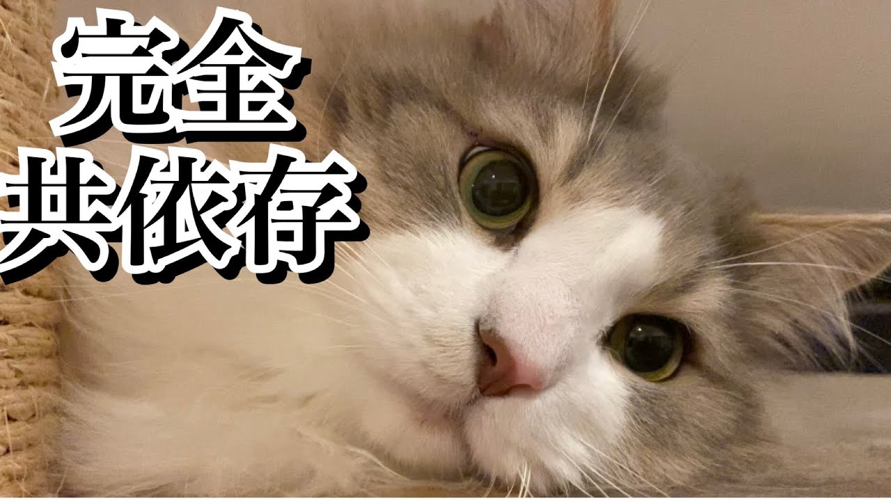 友達がいない主と猫が共依存しています。助けてください【ノルウェージャンフォレストキャット】