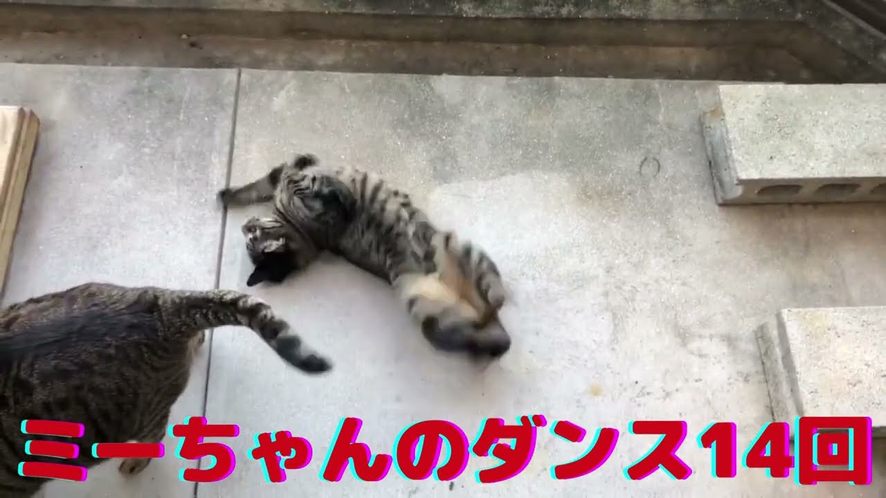 【踊ってみた】ミーちゃんのダンス14回。【日本猫のミーちゃん】