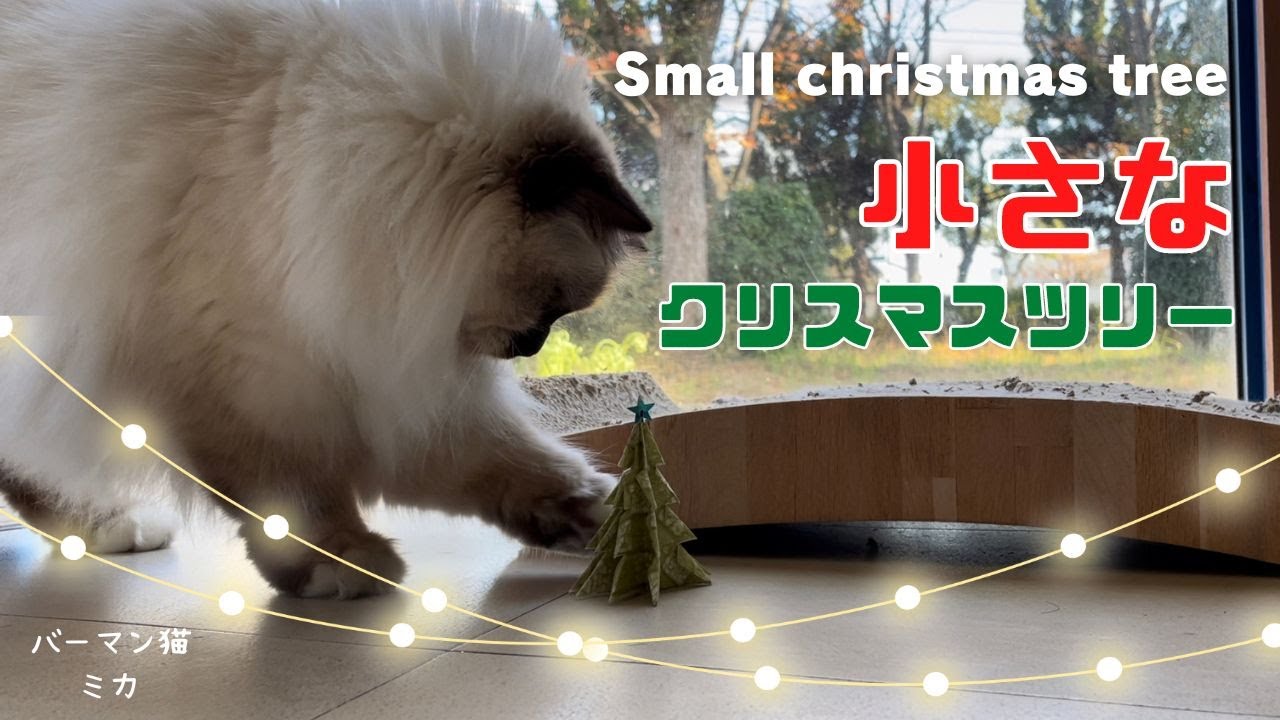 バーマン猫ミカとラフ【小さなクリスマスツリー】Small christmas tree（バーマン猫）Birman/Cat