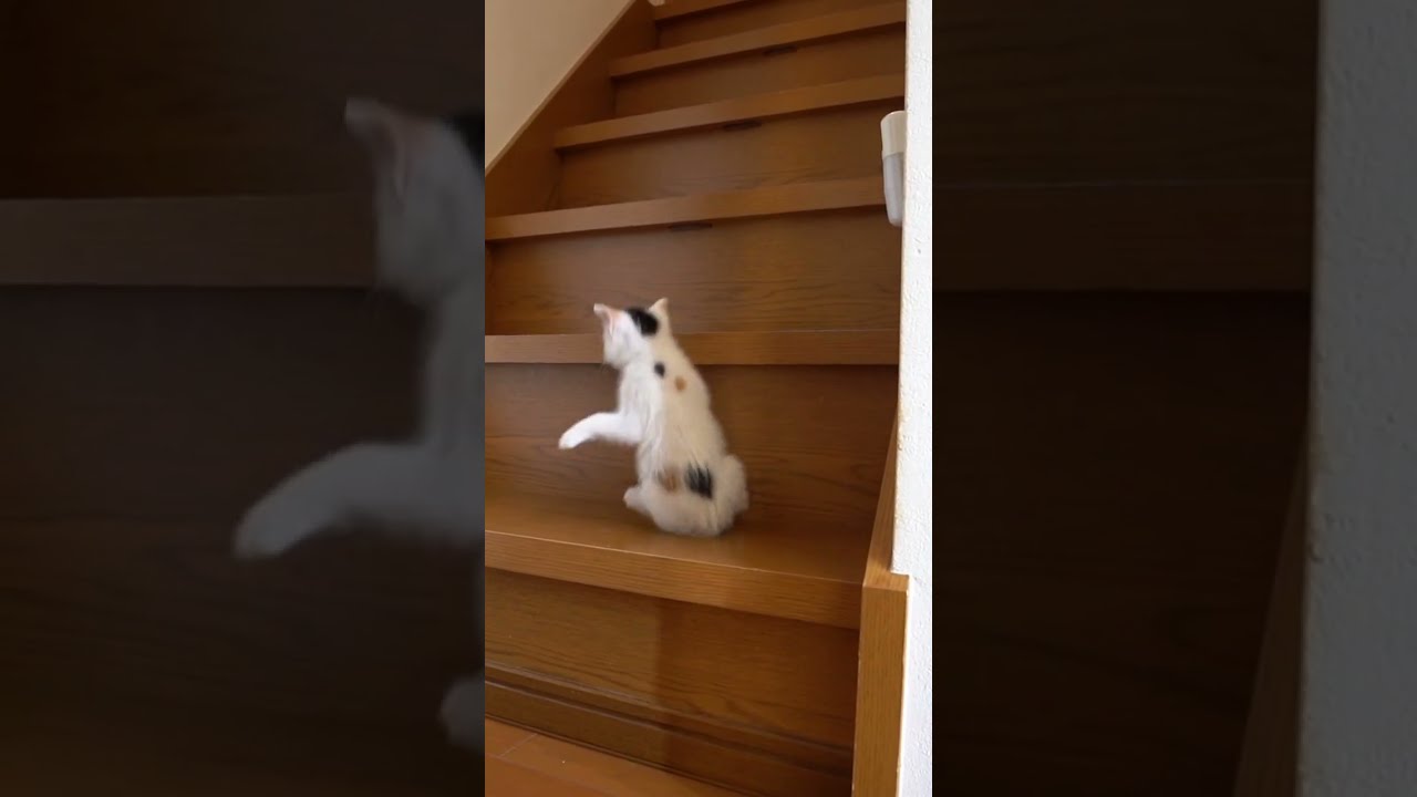 階段の上から下まで転がり落ちる子猫（三毛猫♀） #Shorts