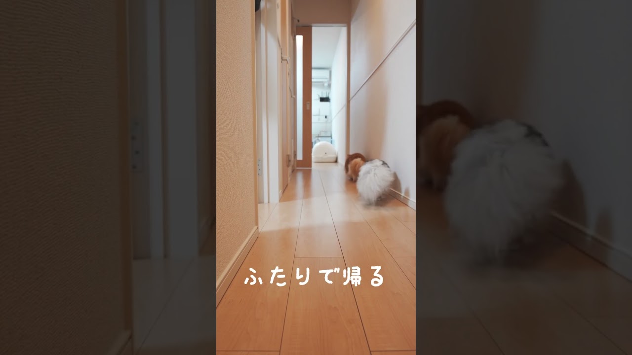マンチカンとミヌエットはいつもいっしょ☺️