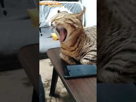 無限あくび　/キンカロー　マンチカン×アメリカンカール　#Shorts