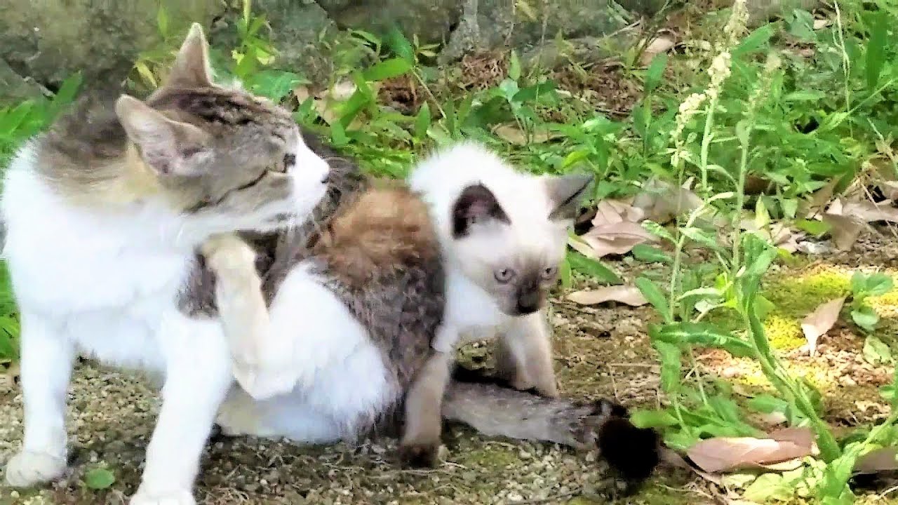サバシロ猫から産まれたシャム子猫🤗