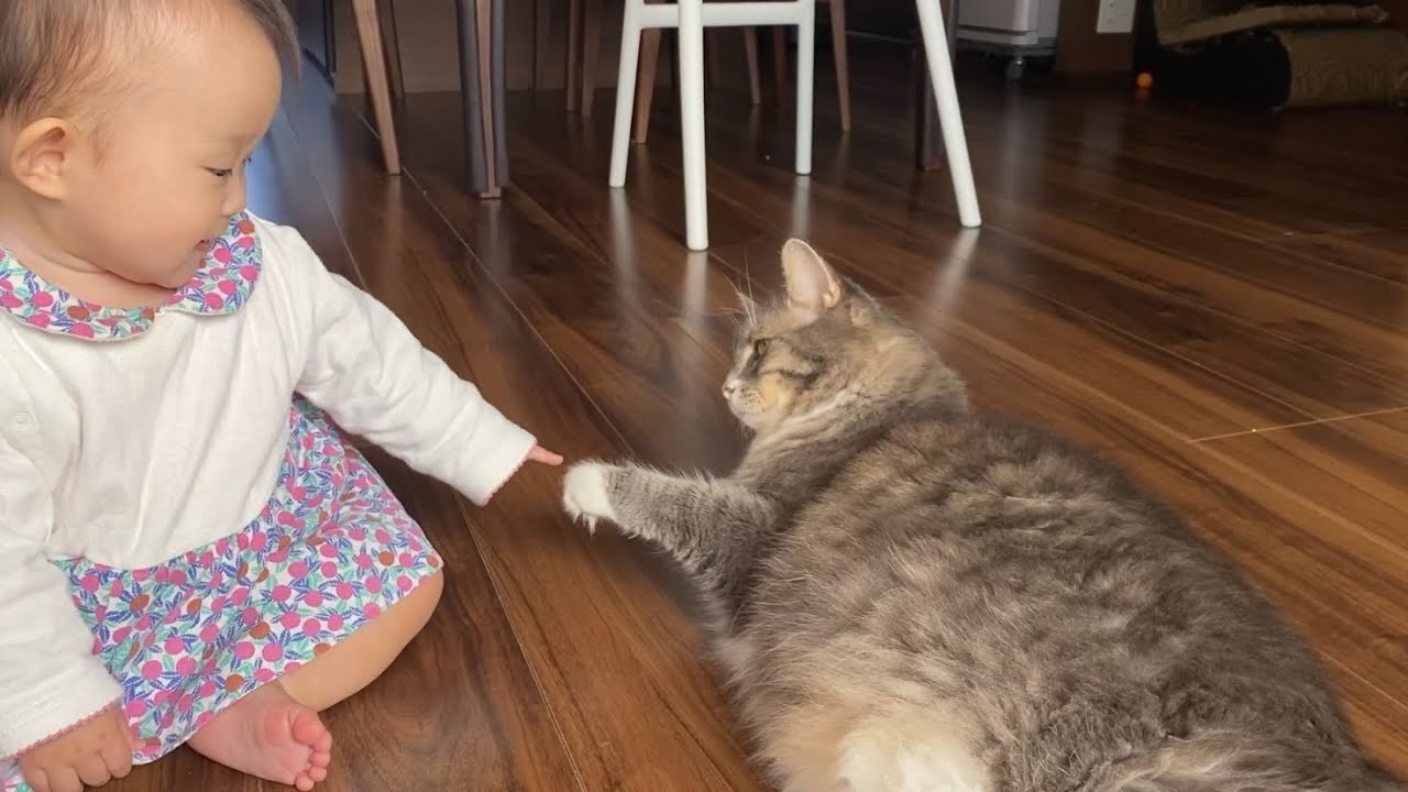 赤ちゃんとツンツンし合う猫　ノルウェージャンフォレストキャットA cat that softly touches a baby. Norwegian Forest Cat