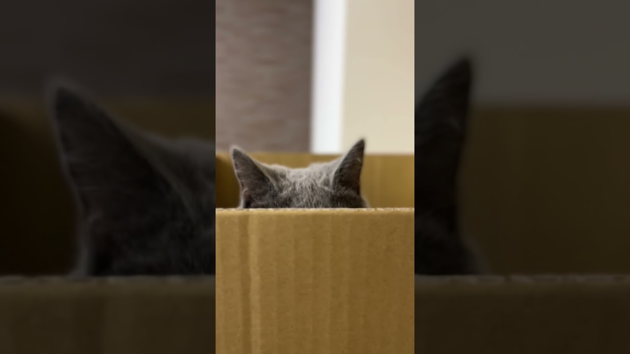 [シャルトリュー]あけましておめでとうございます。#cat #猫 #シャルトリュー #chartreux