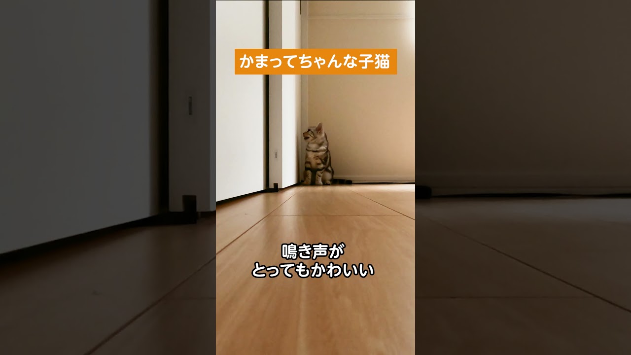 かまってちゃんな子猫【アメリカンショートヘアー】  #shorts #猫のいる暮らし  #猫動画