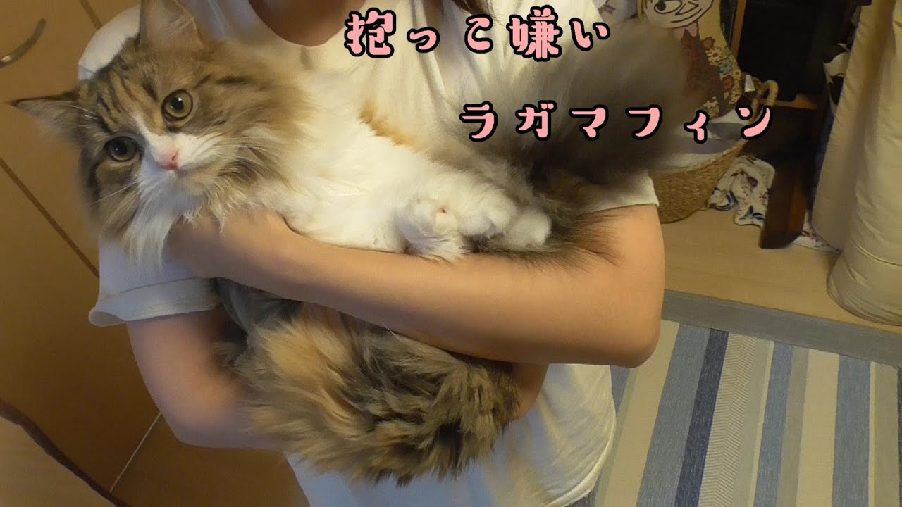 抱っこ嫌いなラガマフィンまりも