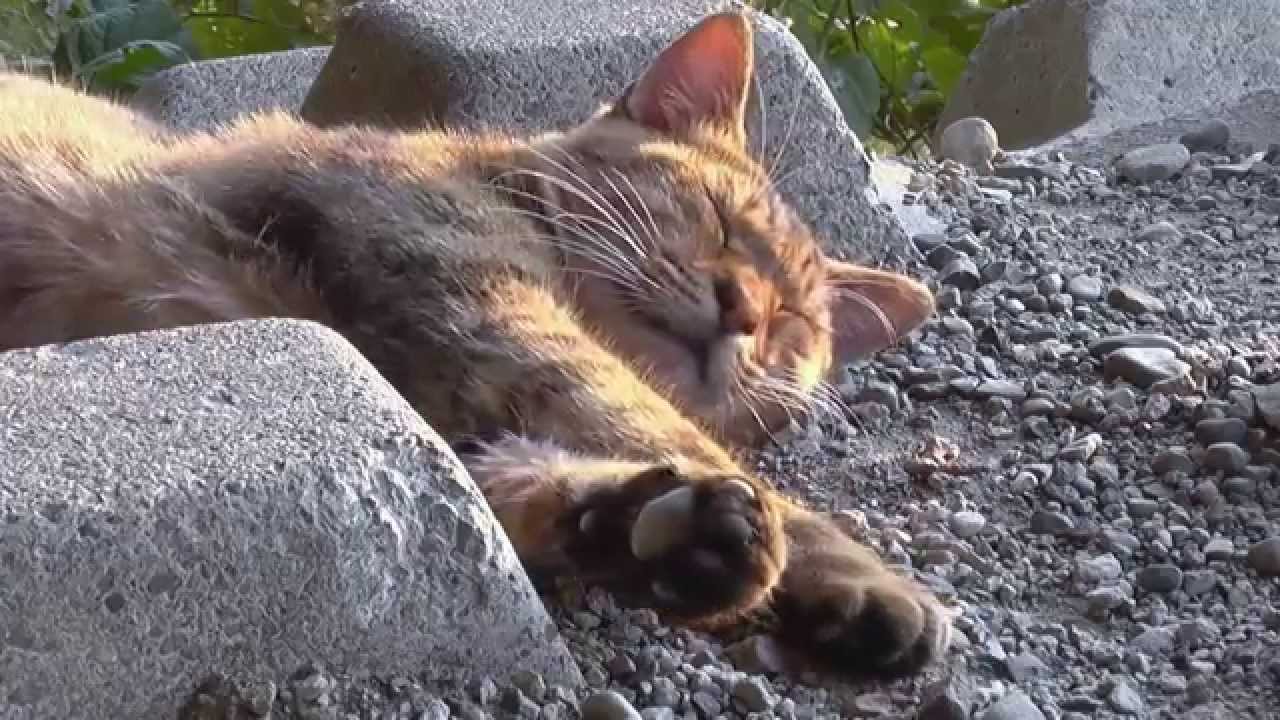 ボブテイルは撮影中ほとんど寝ていた。【魚くれくれ野良猫】