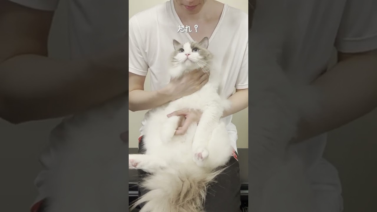 ラグドール猫に好きな子いるか聞いてみた【かわいい】#shorts