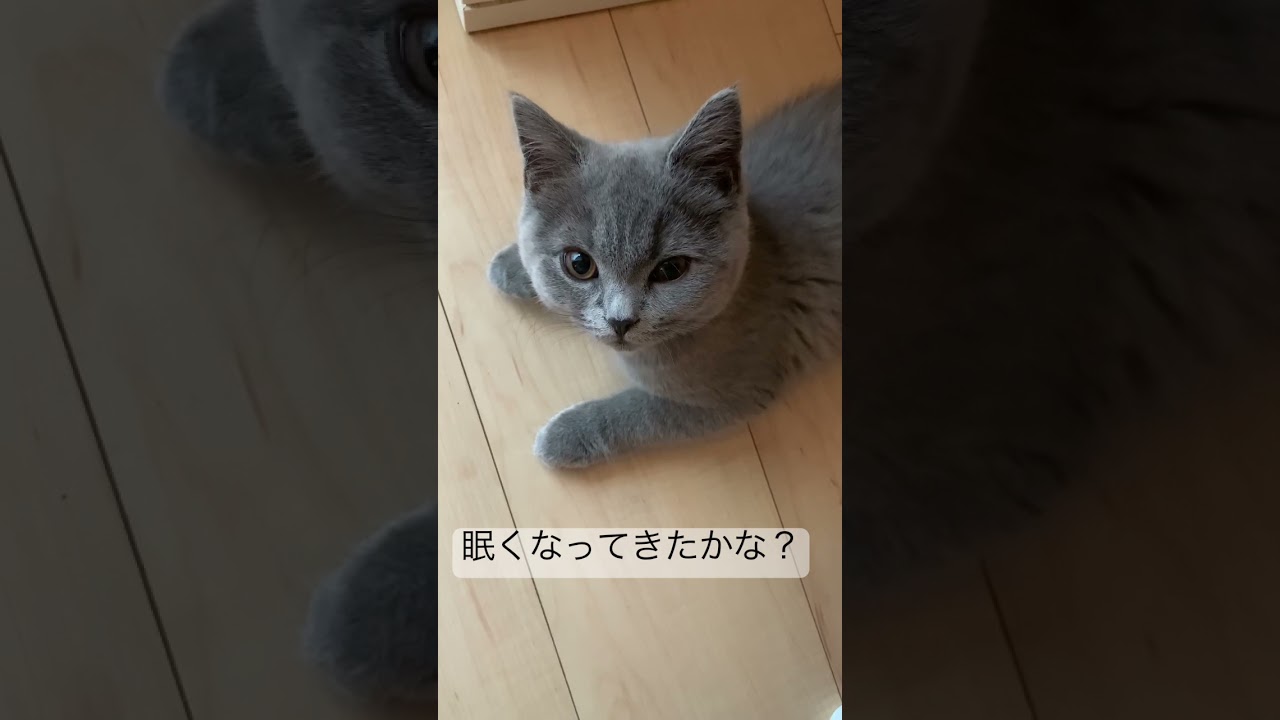 はしゃぎ過ぎて突然チカラ尽きる猫　#スコティッシュフォールド  #子猫  #shorts  #cat