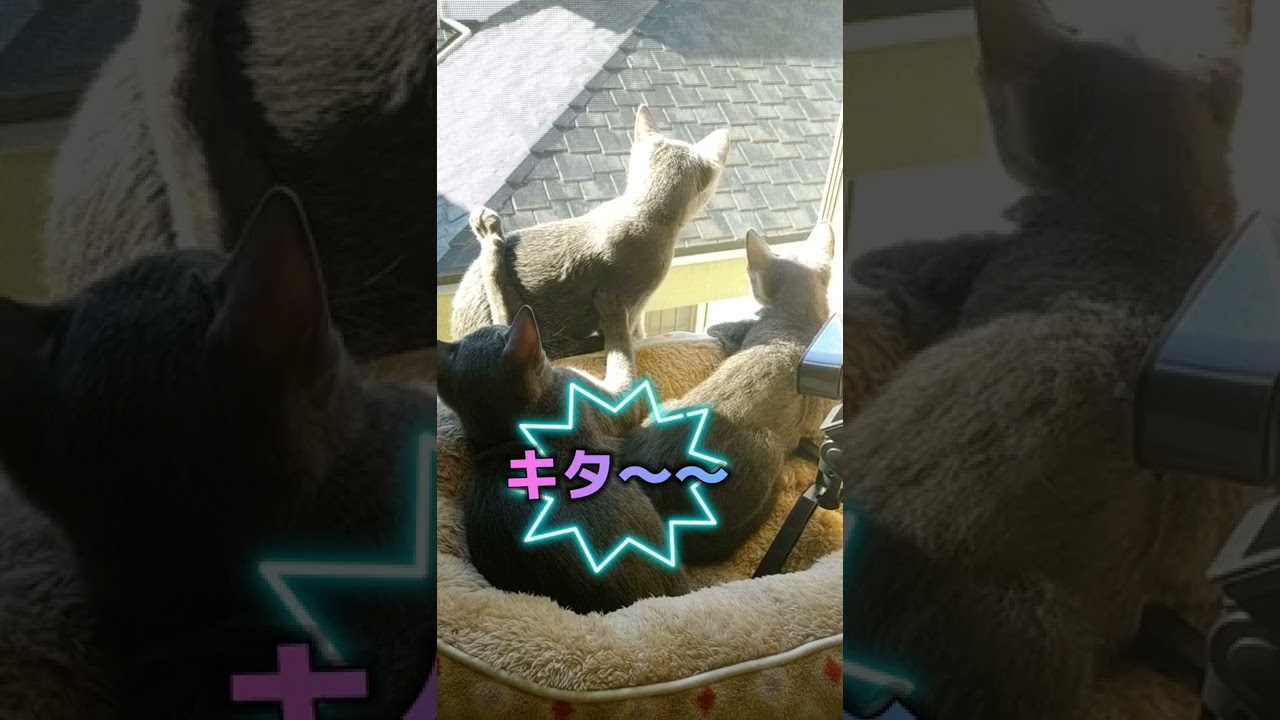 日向ぼっこを満喫する子猫達💕　#ロシアンブルー #russianblue  #子猫