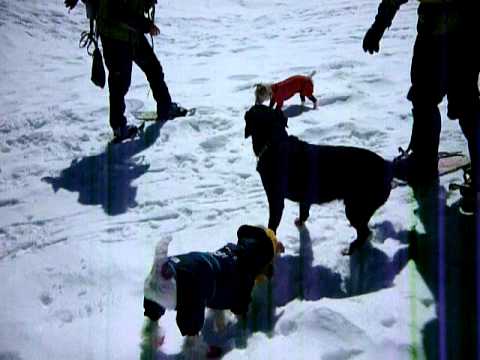 犬連れスノーシュー