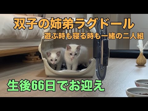 [ラグドール]双子の子猫をお迎えしました