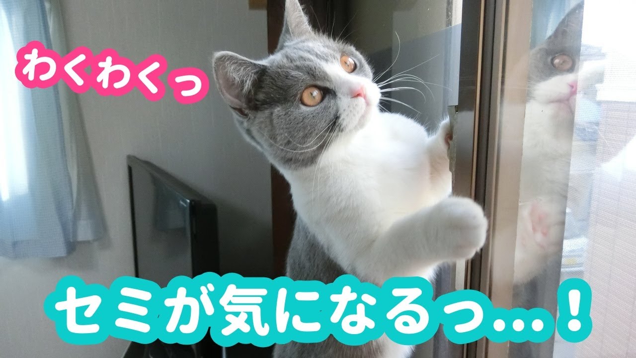 窓についたセミに子猫の反応は...？【ブリティッシュショートヘア・生後5ヶ月】-What is the reaction of a kitten to a windowed cicada?-