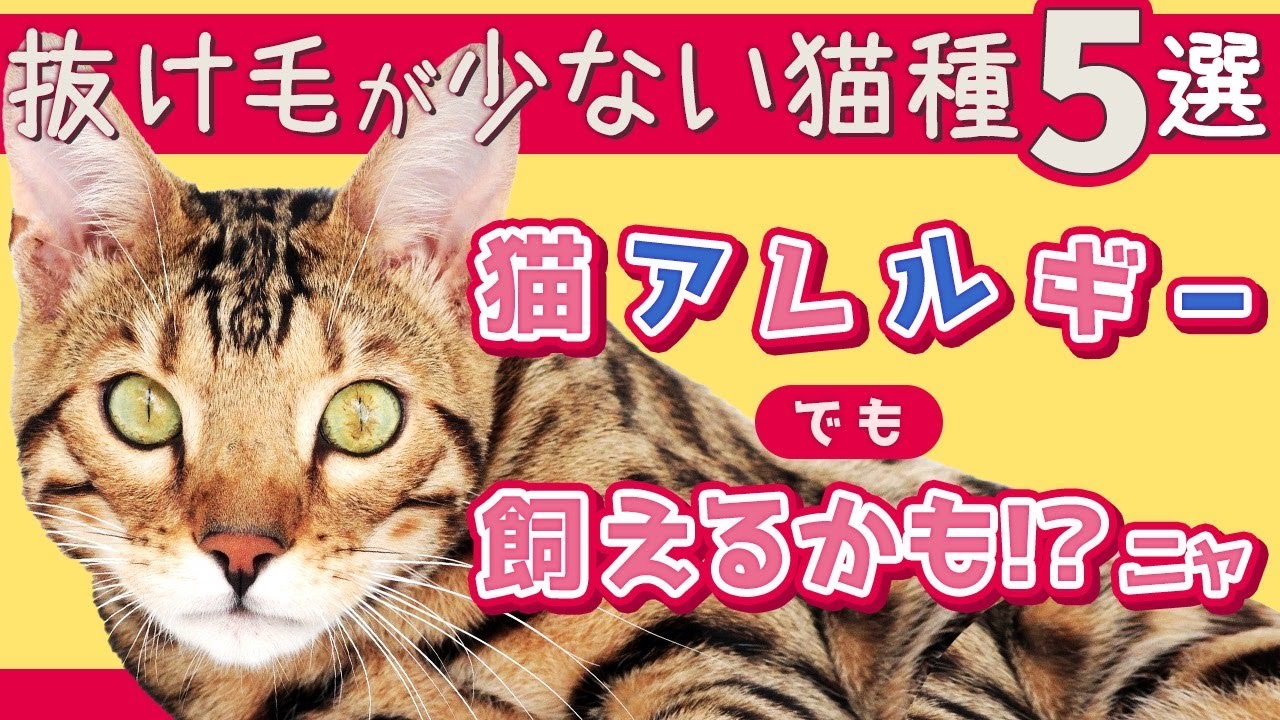 【抜け毛が少ない猫種５選！】猫アレルギーでも飼えるかも！？抜け毛予防のオススメグッズや対処方法もご紹介！