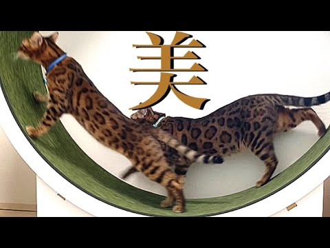 ベンガル猫の美スタイルを堪能する動画