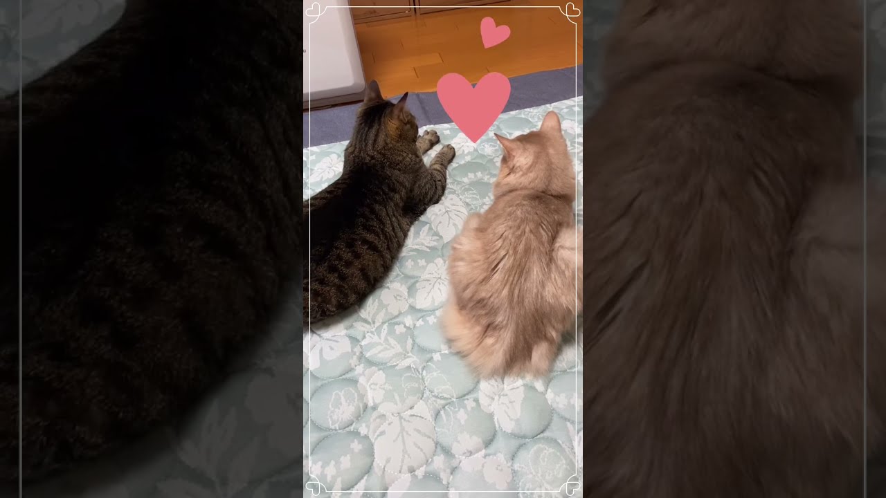 隣良いですか？It the neighbor good ？#shorts #猫 #キジトラ #ソマリ #隣