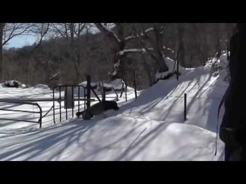 那須スノーシュー