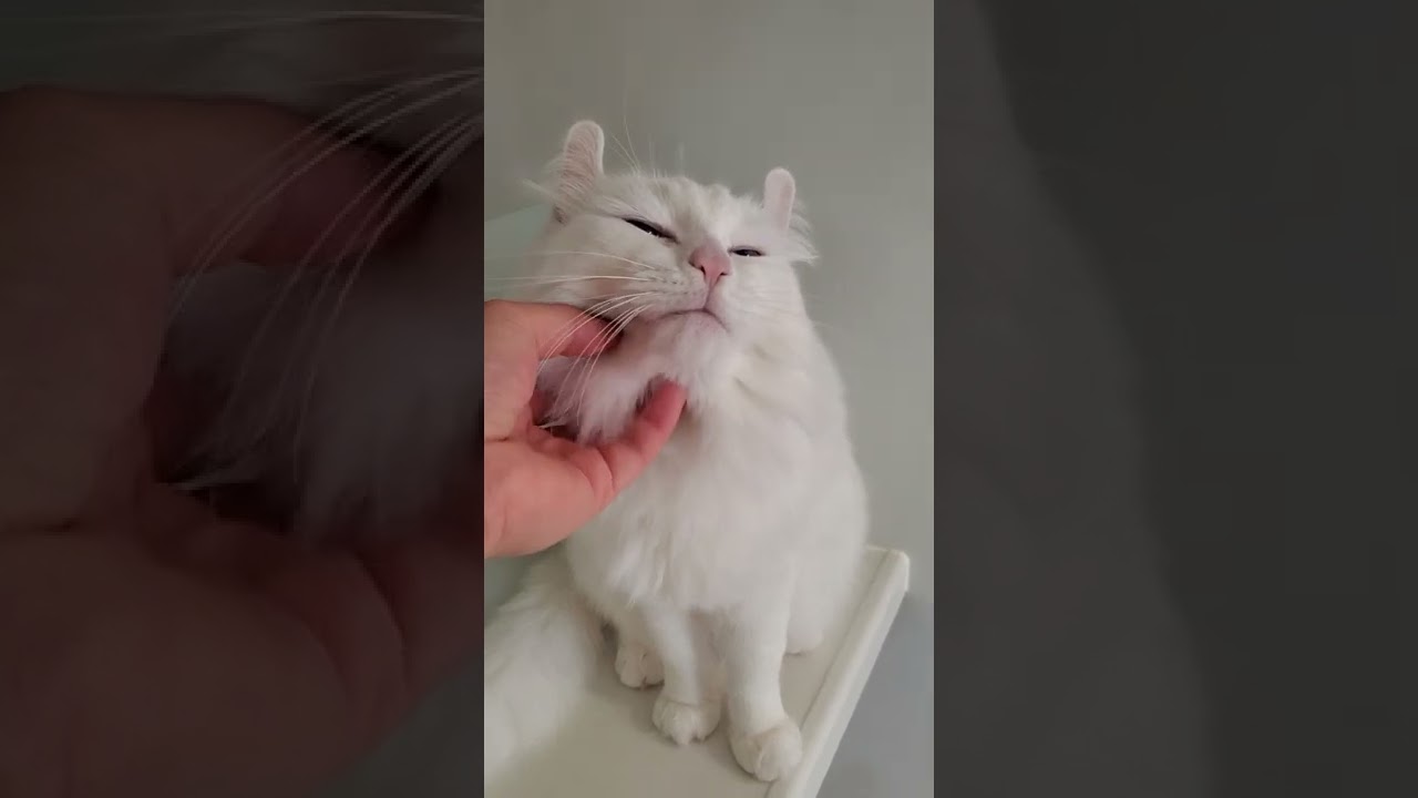 あごを触るととろける猫 #shorts #アメリカンカール #猫動画