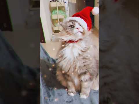メリークリスマス❗️ #shorts #猫動画 #ノルウェージャンフォレストキャット #サイベリアン #アビシニアン #cat