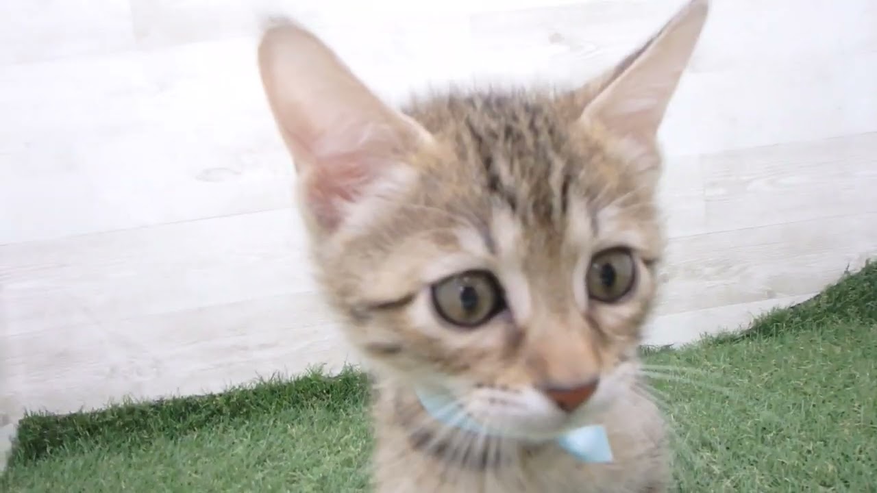 00610578 エジプシャンマウ