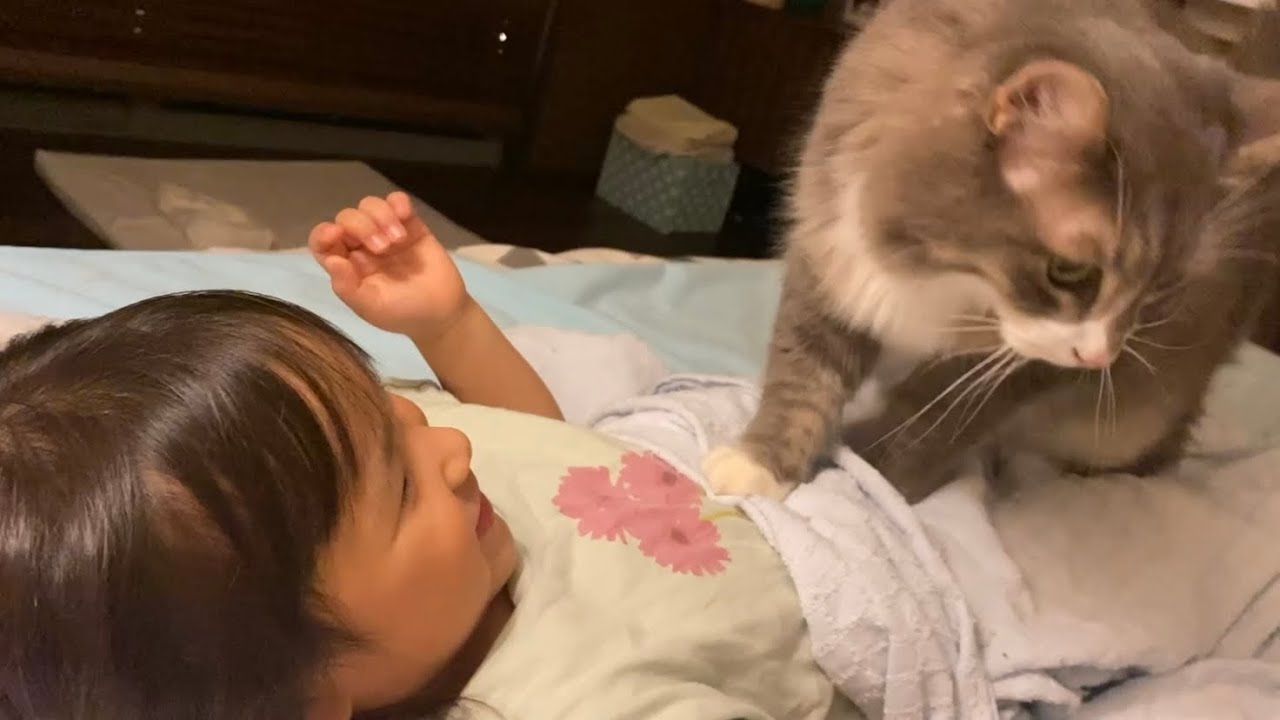 花火見学する猫　ノルウェージャンフォレストキャット　ラガマフィンA cat watching fireworks. Norwegian Forest Cat. Ragamuffin.