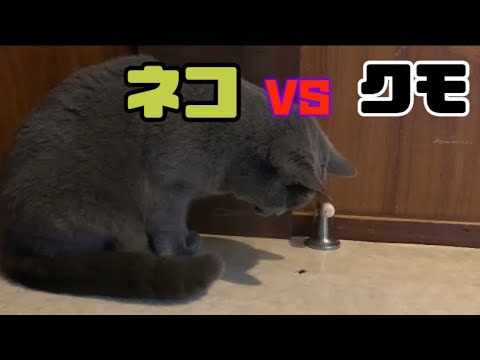 【シャルトリュー】猫 vs 蜘蛛