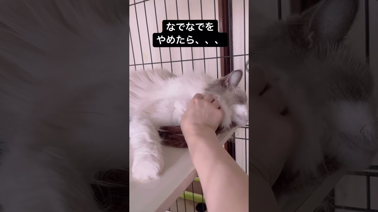 飼い主をキュン死させる必殺技を繰り出す飼い猫【ラグドール】#猫 #可愛い #必殺技