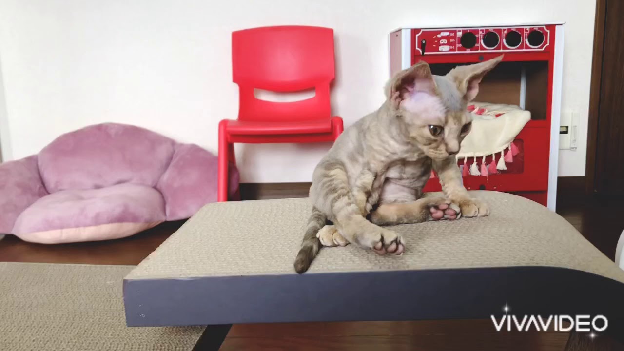 デボンレックス ☆ 日中の猫