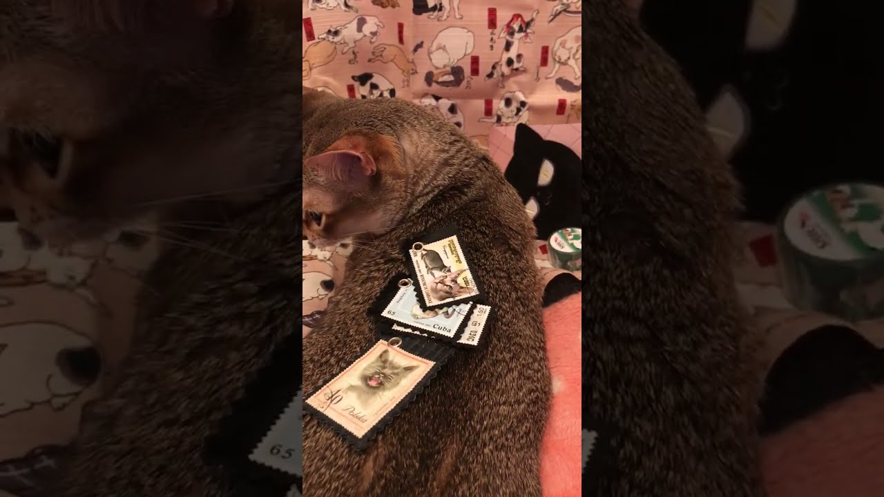 猫切手のせられたシンガプーラなのにゃ♪