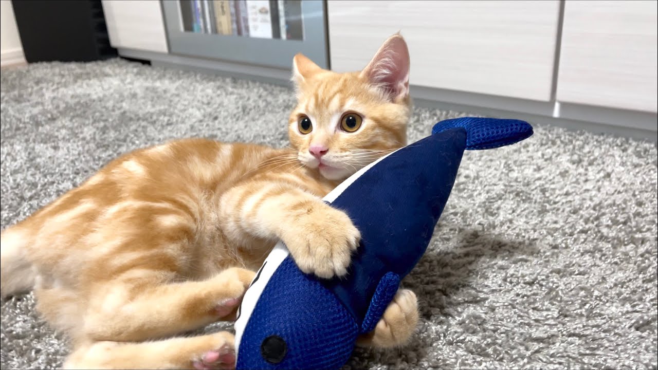 けりぐるみに夢中の子猫がかわいい【アメリカンショートヘア・レッドタビー】